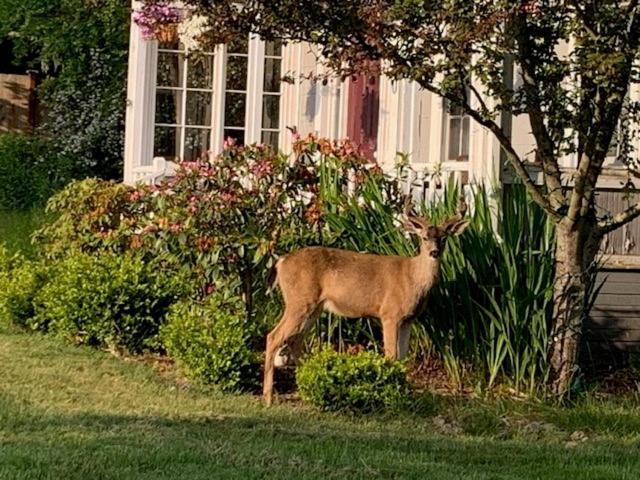 Anchorage Inn B&B Coupeville Exterior foto